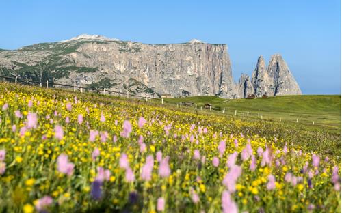 Prato fiorito sull'Alpe di Siusi con vista sui massicci dello Sciliar e del Santner